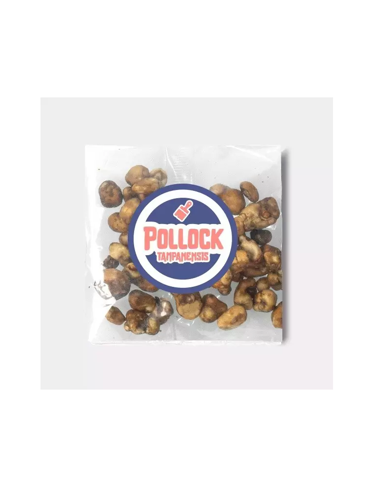 Trufas Tampanensis Pollock